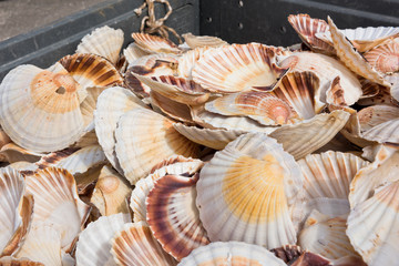 Scallop shells heap