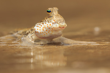 Rockskipper. Fish out of water. Mudskipper