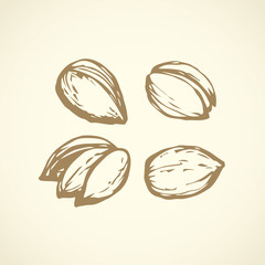 Hazelnut. Vector drawing