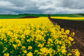 Canola flowers in field