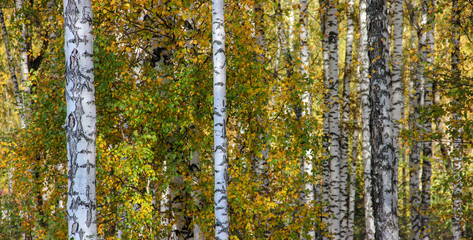 Tall slender white birch trunks in a golden dress  Russian autum