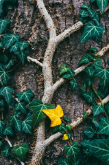  Autumn leaf amid green