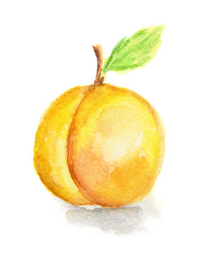 Isolated watercolor apricot on white background. Soft and sweet fruit.