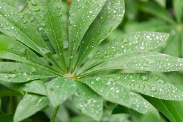 Fototapeta na wymiar Green leaves with water drops after rain. Dew on vegetation.