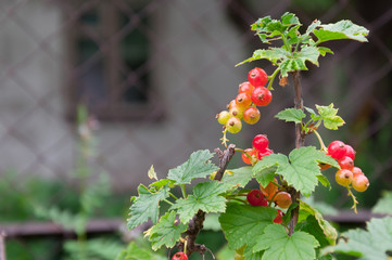 Ripe red currant berries on bush branches with green leaves, clo