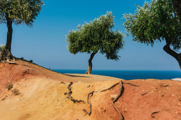 Olive trees in Greece