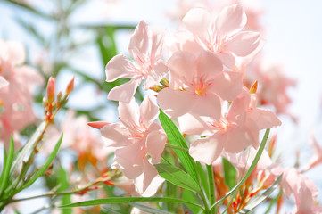 Cream oleander blossom, close up view. Flowers in sun light.