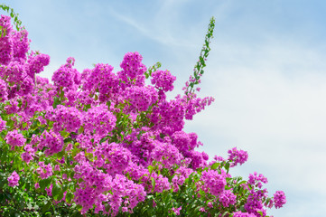 Lilac oleander blossom. Lot of lilac flowers at blue sky in sun