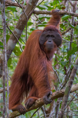 Auburn orangutan Pongo looks aside (Borneo, Indonesia)