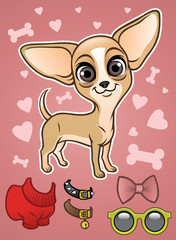 Cute Chihuahua dog with the accessories