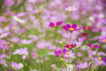 Obraz premium The blossoming galsang flowers closeup in garden 