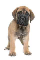 puppy bull mastiff