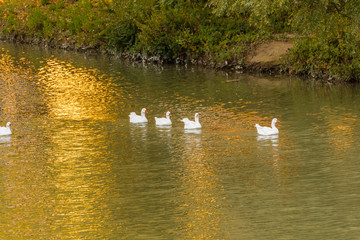 lined geese swimming in the river