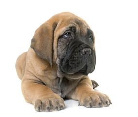 puppy bull mastiff