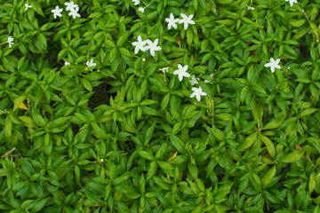 Fototapeta na wymiar Inda flower with green leaves from top view with copy space