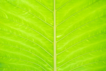 Textured background. Close up of green tropical leave.