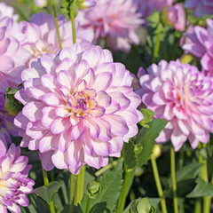 Dahlien, Dahlias