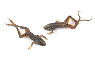 Dried toads isolated on white background.Dried small green frog
