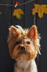 Yorkshire terrier near the black fence with autumn yellow leaves