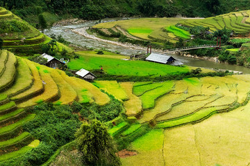 Rice fields on terraced of Mu Cang Chai, YenBai, Vietnam. Rice fields prepare the harvest at Northwest Vietnam.Vietnam landscapes.