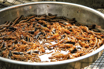 Bowl full of worms