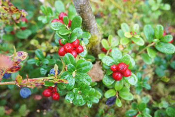 Bush of cowberry or foxberry in forest