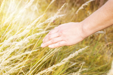 Close up of a woman's hand touching the yellow ears of corn grass