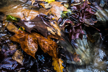 Collserola Park in Barcelona, Spain