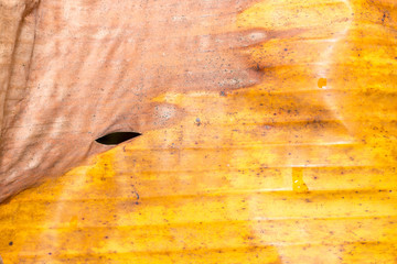 banana leaf ,brown banana leaf ,leaf of banana cover desert,