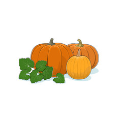 Pumpkin Isolated on White Background, Three Different Kinds Orange of Pumpkin, Vegetables Gourd, Edible Fruit, Vector Illustration