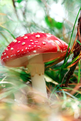 Closeup of a toadstool mushroom, called Amanita muscaria