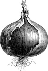 Vintage image onion