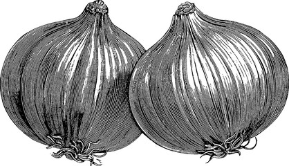 Vintage image onion - 122836893