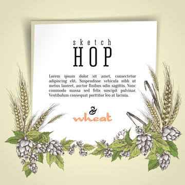 Wheat and beer hops branch with wheat ears, hops leaves and cones vector background. Sketch and engraving design layout hops plants frame. All element isolated.