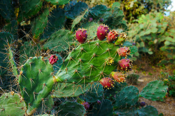 cactus on sand hill