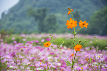 The blossoming galsang flowers closeup in garden
