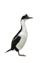 Fototapeta na wymiar King cormorant, Phalacrocorax atriceps albiventer