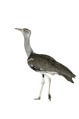 Kori bustard, Ardeotis kori
