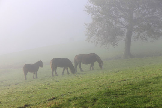 caballos en la niebla 9381-f16