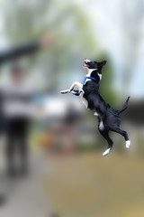 border collie © Piotr