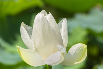 Obraz na płótnie Canvas The Lotus Flower.Background is the lotus leaf.