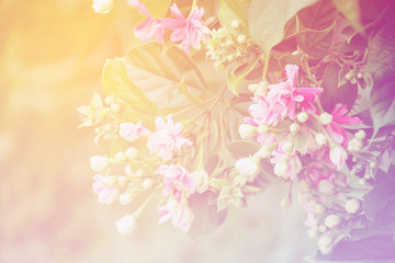 Fototapeta na wymiar Blur Floral background gradient