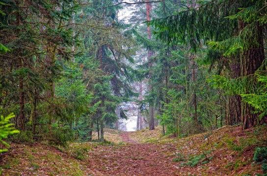 Fototapeta Beautiful autumn forest mountain path at sunset