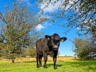 Intrigued young bull between wild apple trees in Sutton Park, UK.