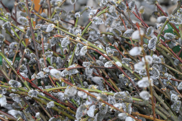 Willow twigs texture