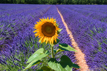 Sunflower and a lavender field as background, Provence (France)