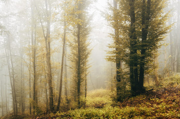 autumn colorful leaves on trees in forest