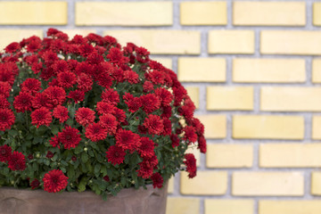 Flower pot with red flowers front of yellow brick wall