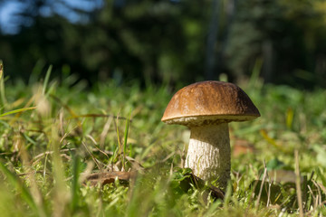 Birkenpilz