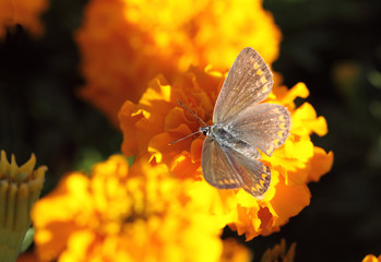 Moth, which wings opened towards the sun
